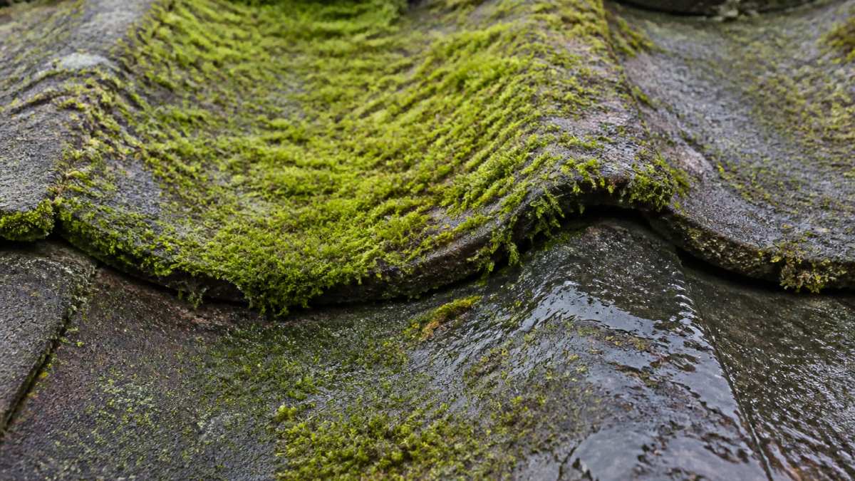 Close-up of roof shingles covered with thick green moss, showing moisture pooling on the tile surface and deterioration patterns where the moss meets the shingle edge